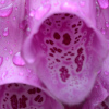 Foxglove