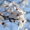 Plum Blossoms