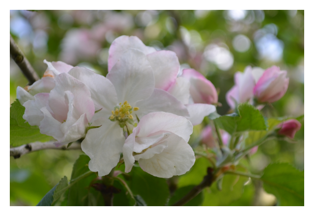 apple blossom