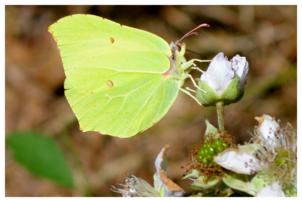 brimstone