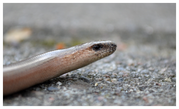 slow worm