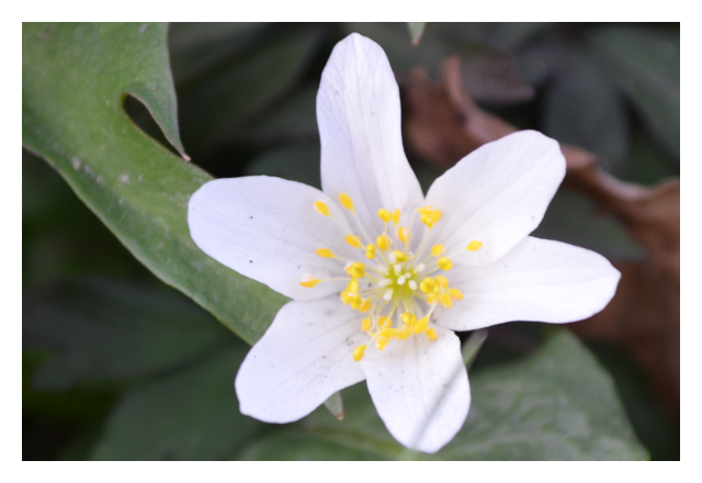 wood anemone