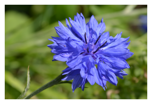 cornflower