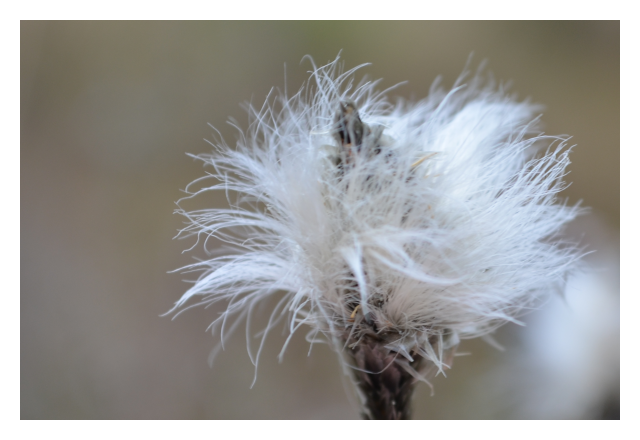 cotton grass