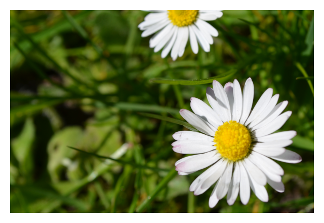 Gänseblümchen