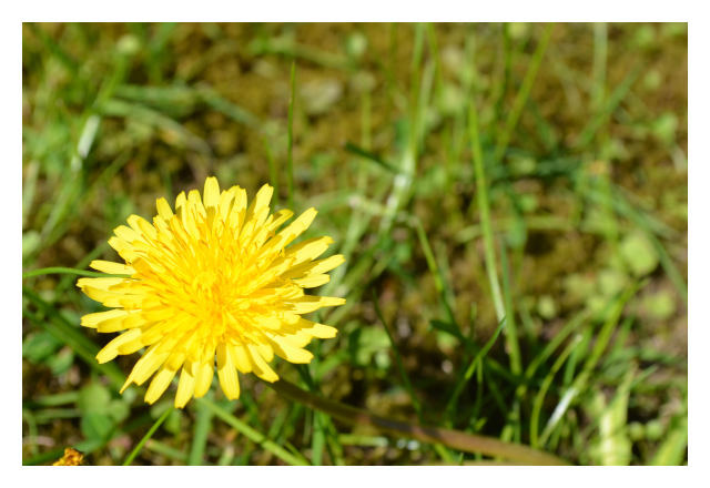 dandelion