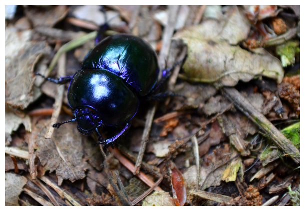 dung beetle