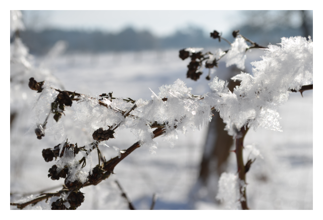 ice crystals