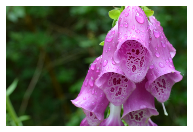 foxglove