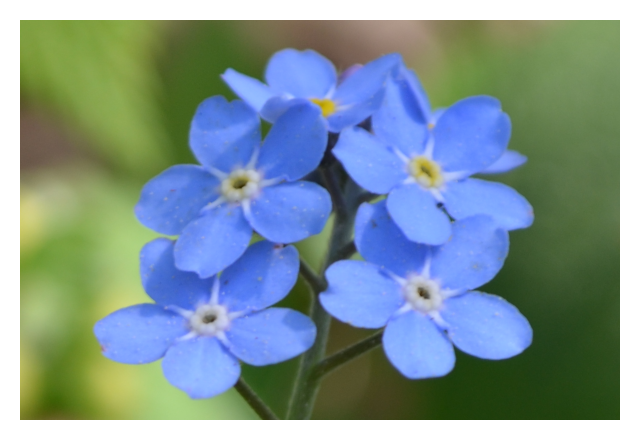 forget-me-not