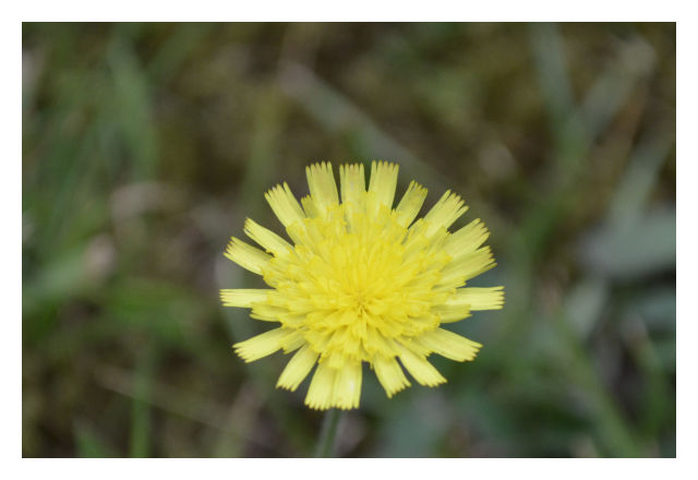 hawkweed