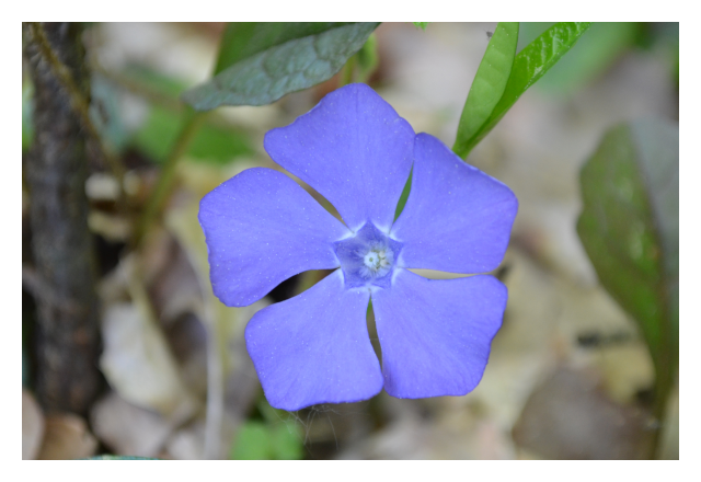 vinca