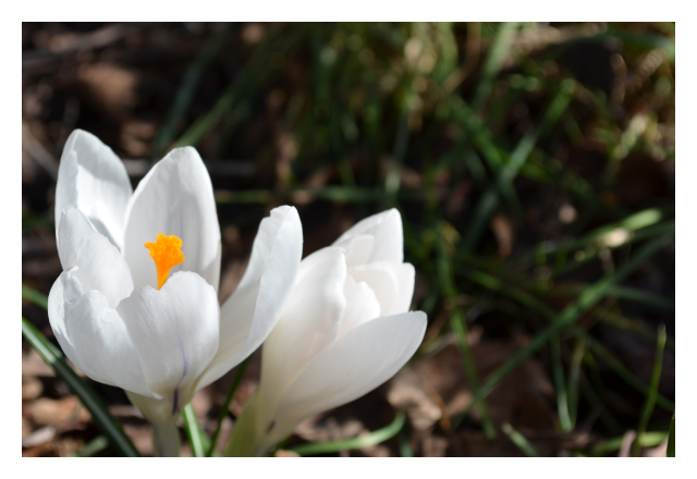 crocus