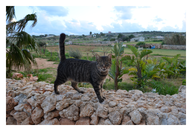 Hotelkatze