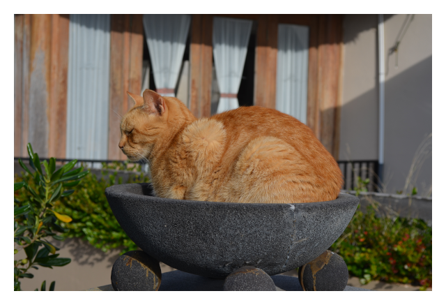 Hotel Cat