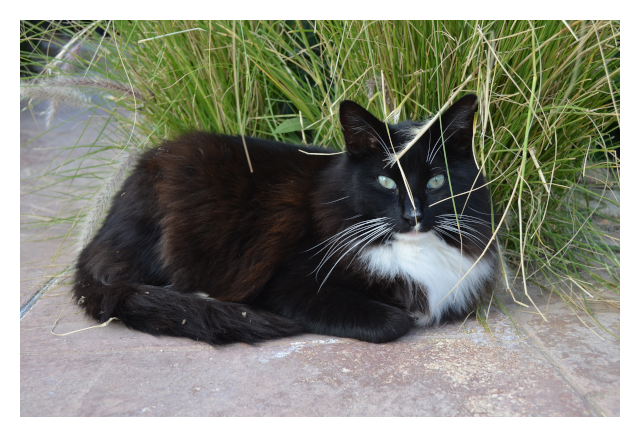 Hotel Cat