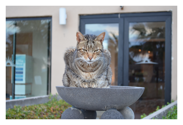 Hotel Cat