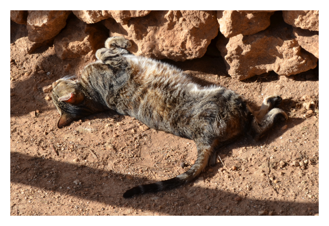 Hotel Cat