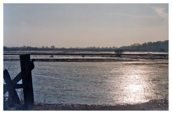 frozen marshes