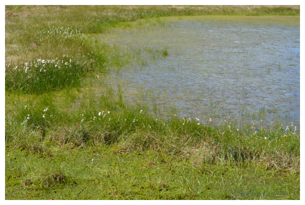 Ein Moorsee und Torfmoos.