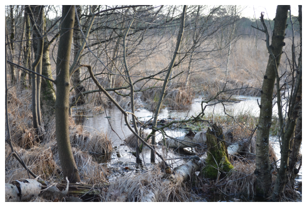 Das Teufelmoor im Winter.