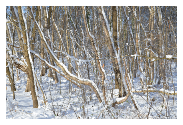 Das Teufelmoor im Winter.