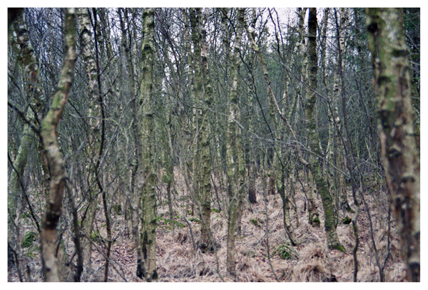 birch wood