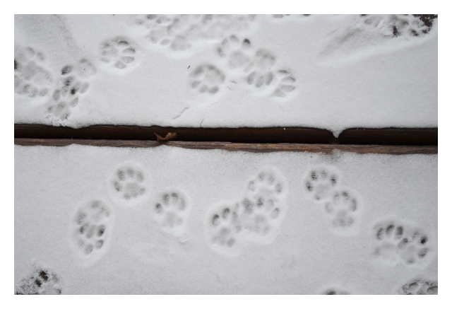 paw prints