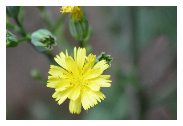 hawksbeard