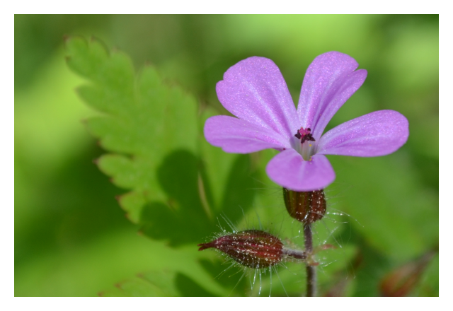 herb-robert