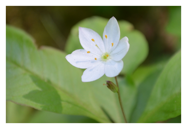 arctic starflower