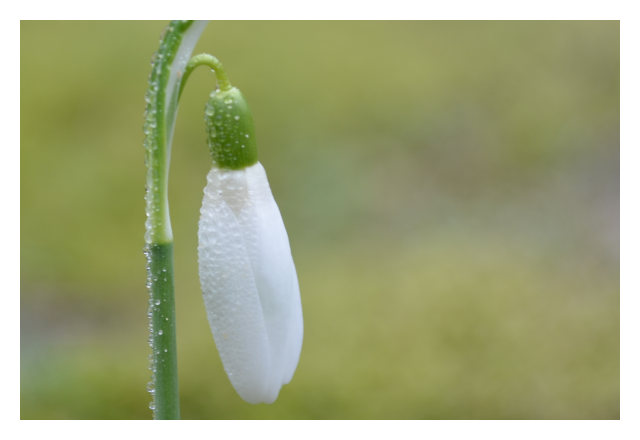 Schneeglöckchen