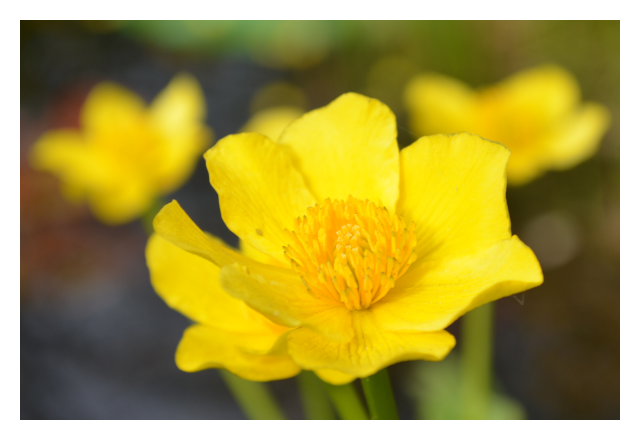 marsh-marigold