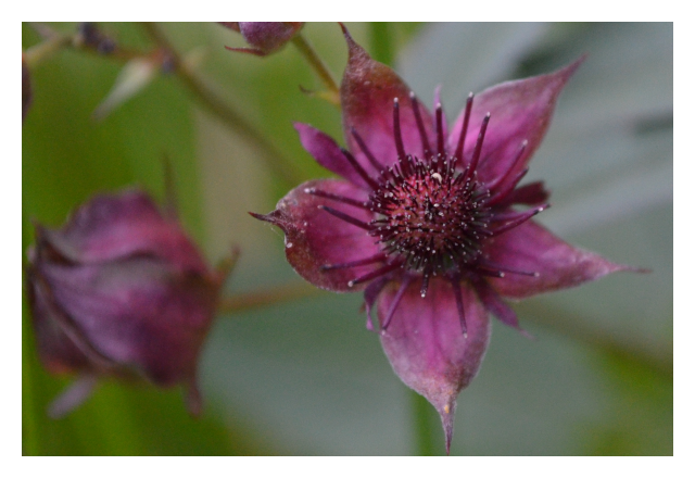 purple marshlock