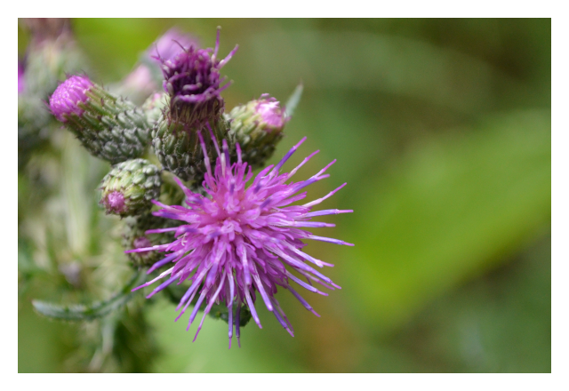 thistle