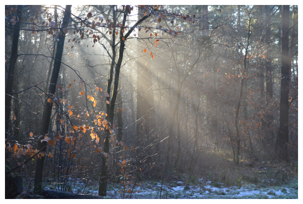 forest in winter