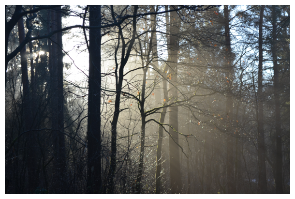 Wald im Winter