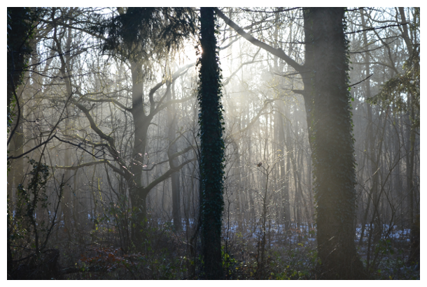 Wald im Winter