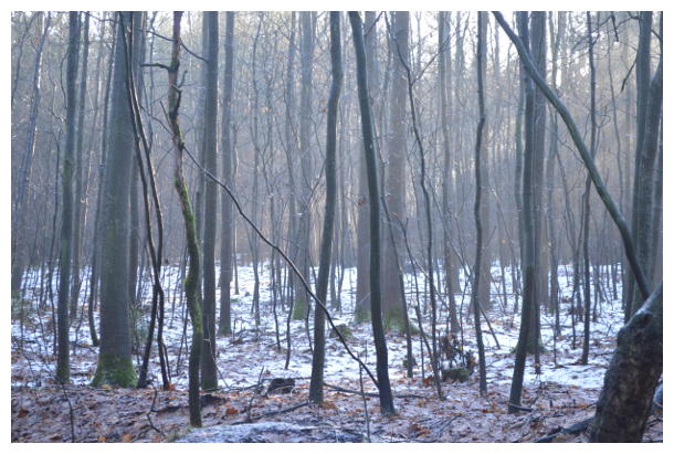 Wald im Winter