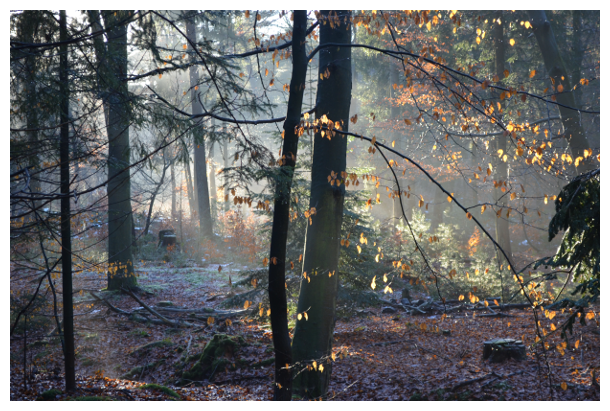 forest in winter