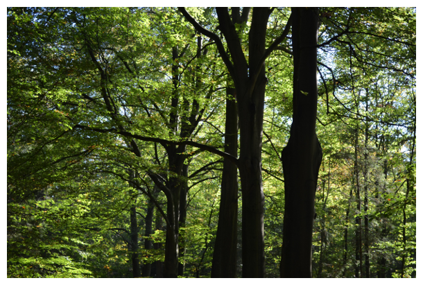 beeches in autumn