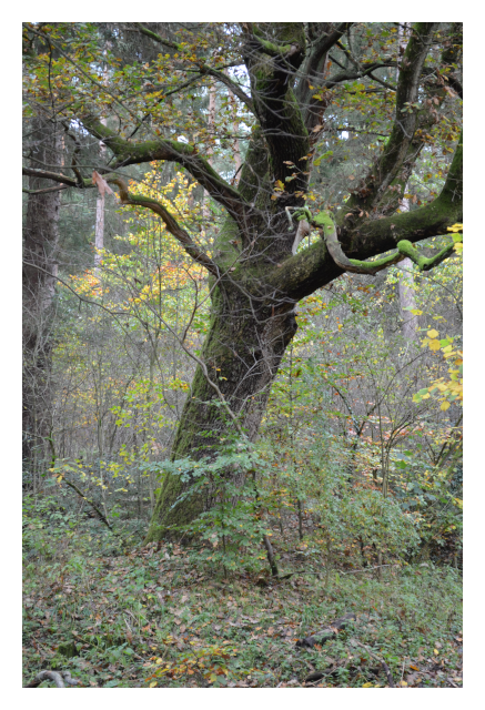 Wald im Herbst