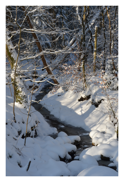 Wald im Winter