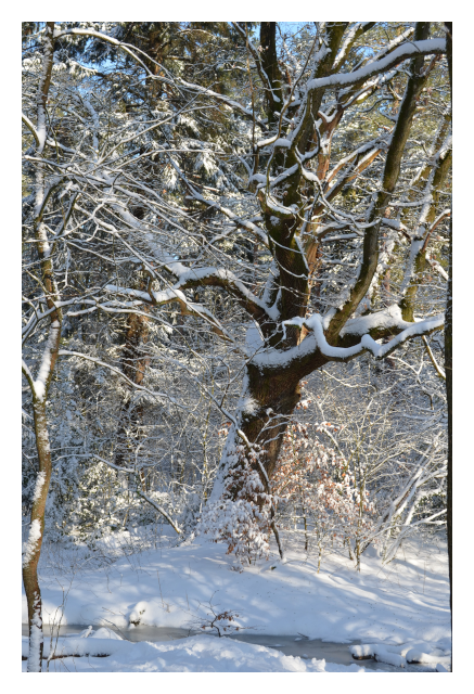 Wald im Winter