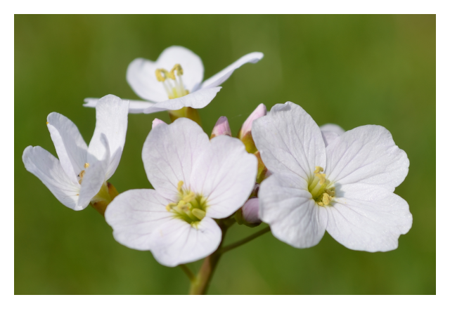 Wiesenschaumkraut