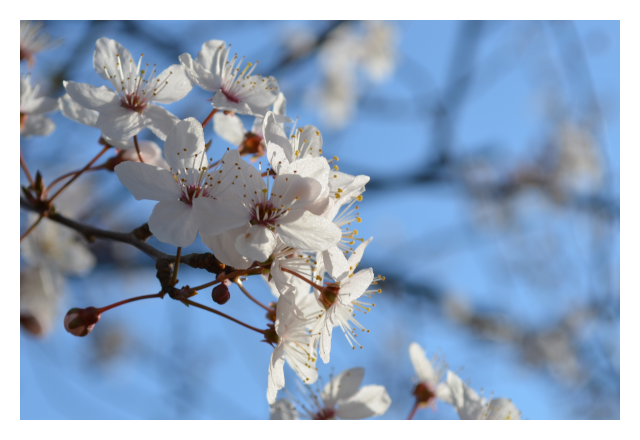 Zierpflaumenblüten