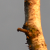 Birch tree